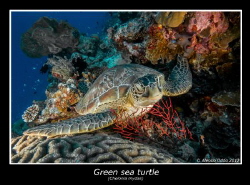 Green sea trutle by Alessio Oddo 